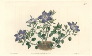 Behaarte Glockenblume, heimisch in Italien - Starke Wasser von S. Watts nach einer Illustration von Sarah Anne Drake (1803-1857), aus dem Botanischen Register von Sydenham Teast Edwards