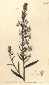 Heide-Lobelie, Lobelia urens, Polygamia monogamia von Sydenham Teast Edwards