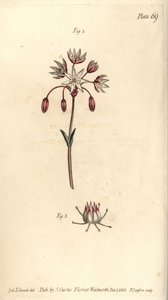 Hermaphroditenblume mit sieben Stempeln, Heptagynia, Septas capensis (Kupferstich) von Sydenham Teast Edwards