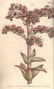Hauswurz, Sempervivum tectorum, Dodecagynia, Hermaphroditenblume mit 12 Stempeln (Kupferstich) von Sydenham Teast Edwards