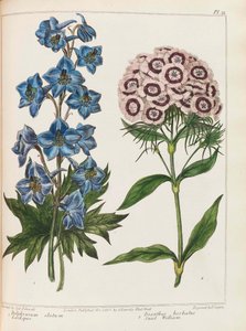 Illustration aus Praktische Gartenarbeit von Alexander McDonald von Sydenham Teast Edwards