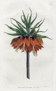 Kaiserkrone von Sydenham Teast Edwards