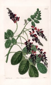 Indigofera Variete - Platte graviert von S. Watts, nach einer Illustration von Sarah Anne Drake (1803-1857), aus dem Botanical Register von Sydenham Edwards (1768-1819), England von Sydenham Teast Edwards