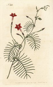 Zypressenwinde, Ipomoea quamoclit von Sydenham Teast Edwards