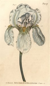Iris florentina, Iris germanica nothovar (Kupferstich) von Sydenham Teast Edwards