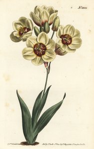 Ixia abbreviata (Cremefarbene gefleckte Ixia, Ixia maculata v. ochroleuca). Handkolorierte Kupferstichgravur von F. Sansom Jr. nach einer Illustration von Sydenham Edwards aus William Curtis