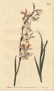 Ixia mit weißen, gelben und orangefarbenen Adern, Ixia radiata von Sydenham Teast Edwards