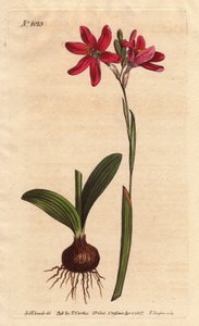 Ixia rosa von Sydenham Teast Edwards