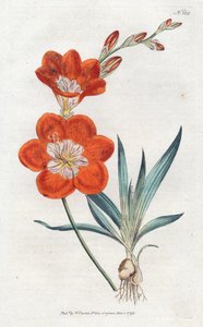 Orangene Ixia von Sydenham Teast Edwards