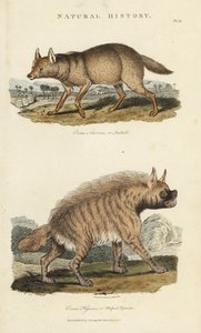 Schakal und Hyäne (Kupferstich) von Sydenham Teast Edwards