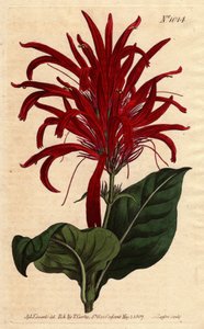 Justicia-Pflanze mit glänzenden Blättern und leuchtend purpurfarbenen Blüten, heimisch in Barbados (Kupferstich) von Sydenham Teast Edwards