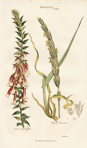 Großblütige Epacris und Strandhafer von Sydenham Teast Edwards