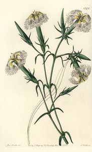 Libanon-Nelke (gefährdete Art) - Libanon-Pink, Dianthus libanotis. Gefährdete Art. Handkolorierter Kupferstich von S. Watts nach einer Illustration von Miss Sarah Drake aus Sydenham Edwards