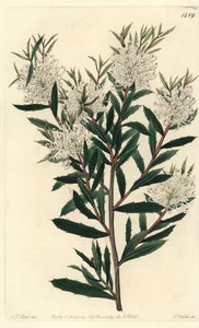 Linienblättrige Hakea, Hakea linearis von Sydenham Teast Edwards