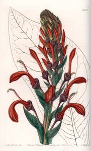Lobelie Variete (oder Kardinal) aus Chile - Tafel graviert von S. Watts, nach einer Illustration von Sarah Anne Drake (1803-1857), aus dem Botanical Register von Sydenham Edwards (1768-1819), England