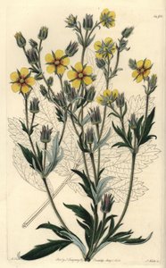 Langblättrige Fingerkraut, Potentilla longifolia von Sydenham Teast Edwards