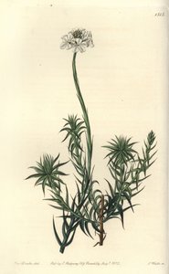 Langblättrige Sphenotoma von Sydenham Teast Edwards