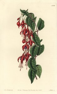 Magellan-Fuchsie von Sydenham Teast Edwards