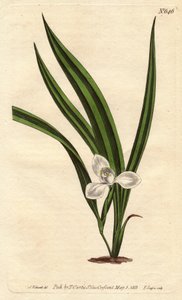 Marsh Marica, Marica paludosa von Sydenham Teast Edwards