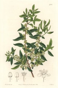 Maytenus boaria (Maiten), endemisch in Mittel- und Südamerika - Gravur von S. Watts nach einer Illustration von Sarah Anne Drake (1803-1857), aus dem Botanical Register von Sydenham Teast Edwards