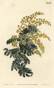 Mimose - Flaumige Akazie, Acacia pubescens, gefährdet (Behaarte Mimose, Mimosa pubescens). Handkolorierte Kupferstichgravur von F. Sansom Jr. nach einer Illustration von Sydenham Edwards aus William Curtis