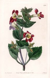 Mimule Variete, genannt Affenblume oder Moschusblume - Gravierte Tafel von S. Watts, nach einer Illustration von Sarah Anne Drake (1803-1857), aus dem Botanical Register von Sydenham Edwards (1768-1819), England