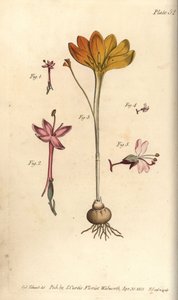 Monandria, Goldtuch, Crocus angustifolius und Hexenkraut von Sydenham Teast Edwards