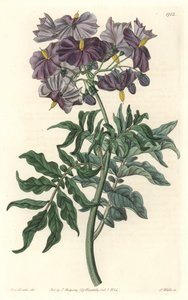 Morelle (Solanum), heimisch in Chile