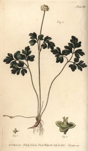 Moschuskraut von Sydenham Teast Edwards