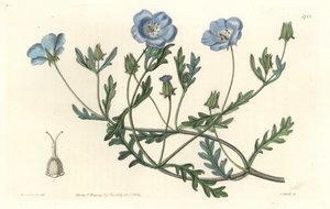 Namophile maculee, ursprünglich aus Kalifornien, aus dem Botanischen Register von Sydenham Teast Edwards