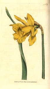 Spanische Narzisse, Narcissus hispanicus von Sydenham Teast Edwards