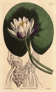 Seerose hat große weiße Blüte vor ihrem ganzen runden Blatt. Becherblütige Seerose mit großer weißer Blüte vor rundem Seerosenblatt. Nymphaea nitida. Handkolorierte Kupferstichgravur nach einer botanischen Illustration von Sydenham Edwards aus William Curt von Sydenham Teast Edwards