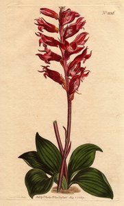 Neottie-Orchidee mit Frostblüte, rosa und purpurfarben, heimisch in Jamaika (Kupferstich) von Sydenham Teast Edwards
