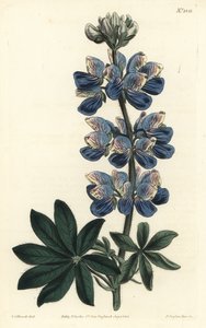 Nootka-Lupine, Lupinus nootkatensis von Sydenham Teast Edwards