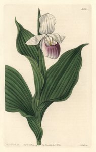 Orchidee, Königlicher Frauenschuh
