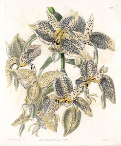 Orchidee: Stanhopea-Varietät, neotropisch - Platte graviert von S. Watts, nach einer Illustration von Sarah Anne Drake (1803-1857), aus dem Botanical Register von Sydenham Edwards (1768-1819), England von Sydenham Teast Edwards