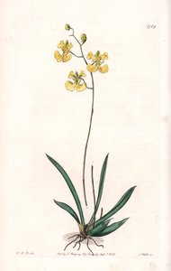 Orchidee: Varietät Tolumnia guianensis, endemisch in Haiti und Santo Domingo von Sydenham Teast Edwards
