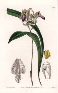 Orchidee: Varietät der Bletia aus Amerika von Sydenham Teast Edwards