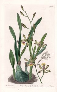 Orchidee: Epidendre grele - Gravierte Tafel von S. Watts, nach einer Illustration von Sarah Anne Drake (1803-1857), aus dem Botanical Register von Sydenham Edwards (1768-1819), England