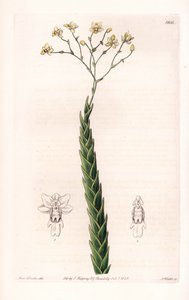 Orchidee: exotische Varietät der Lockhartia von Sydenham Teast Edwards