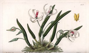 Orchidee: Miniaturvarietät von Leptotes (Tafel) von Sydenham Teast Edwards
