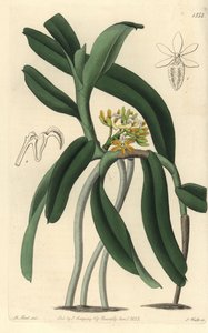 Orchideenvarietät Saccolabium von Sydenham Teast Edwards