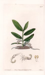 Orchidee: Varietät des Camphylocentrum