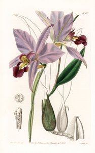 Orchidee: Varietät der Laelia von Sydenham Teast Edwards