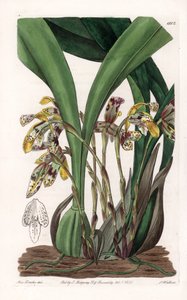 Orchidee: Varietät der Maxillaria, heimisch in Südamerika - Platte graviert von S. Watts, basierend auf einer Illustration von Sarah Anne Drake (1803-1857), aus dem Botanical Register von Sydenham Edwards (1768-1819), England von Sydenham Teast Edwards
