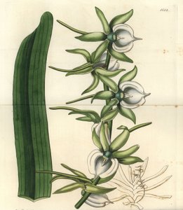 Elfenbein-Angraecum-Orchidee, Angraecum eburneum von Sydenham Teast Edwards