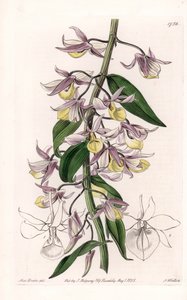 Orchidee: Varietät des Dendrobium, heimisch in Asien - Platte graviert von S. Watts, nach einer Illustration von Sarah Anne Drake (1803-1857), aus dem Botanical Register von Sydenham Edwards (1768-1819), England von Sydenham Teast Edwards