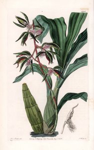 Orchidee: Varietät des Catasetum, genannt bärtig von Sydenham Teast Edwards