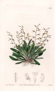 Orchidee: Sorte von Epidendre - Platte graviert von S. Watts, nach einer Illustration von Sarah Anne Drake (1803-1857), aus dem Botanischen Register von Sydenham Edwards (1768-1819), England von Sydenham Teast Edwards