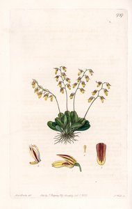 Orchidee: Varietät des Epidendrum von Sydenham Teast Edwards